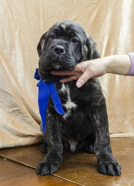 Cane-corso-štenci