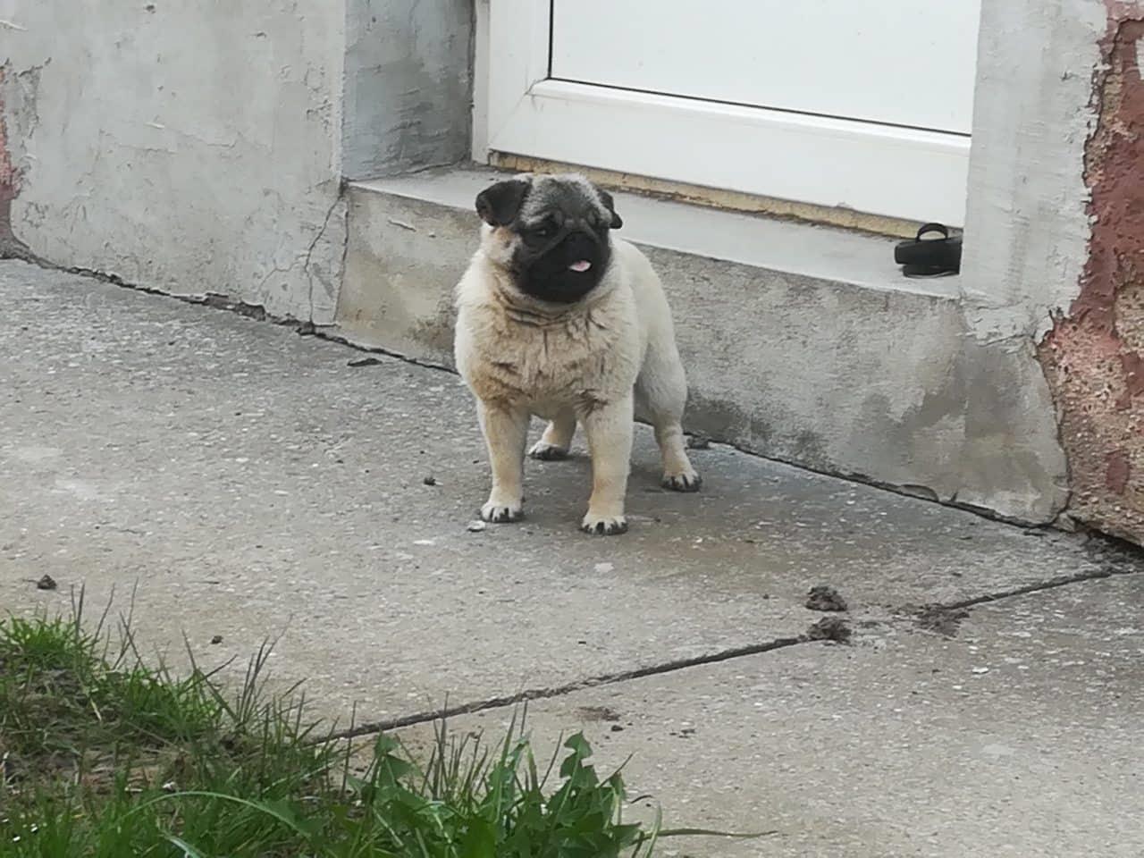 Mops-žensko-štene