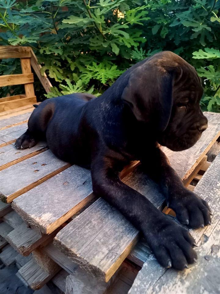 Cane-Corso