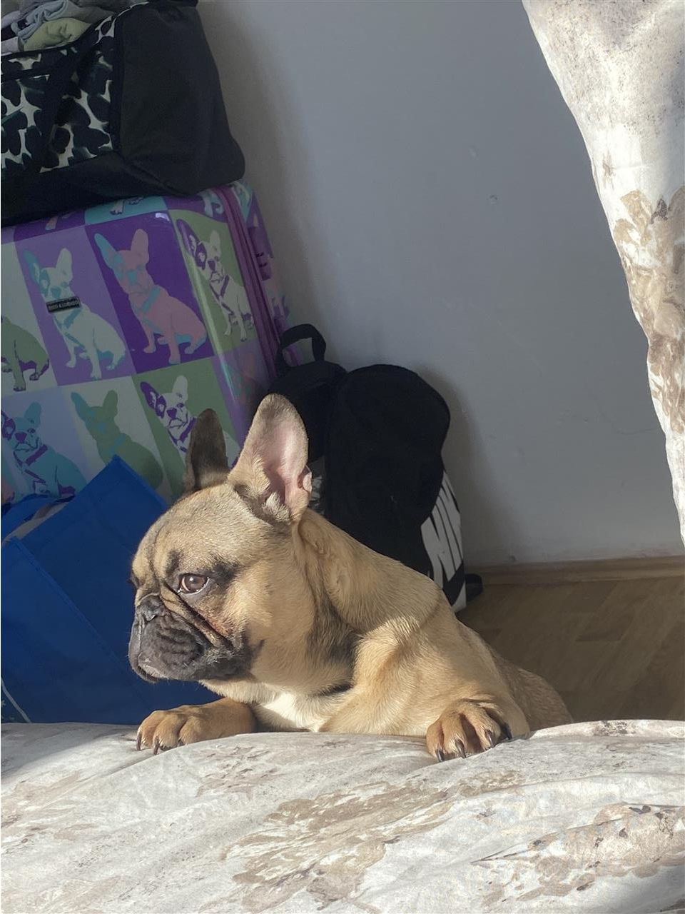 Francuski-buldog-štene