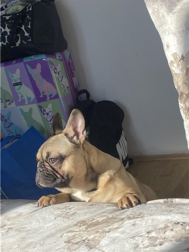 Francuski buldog štene