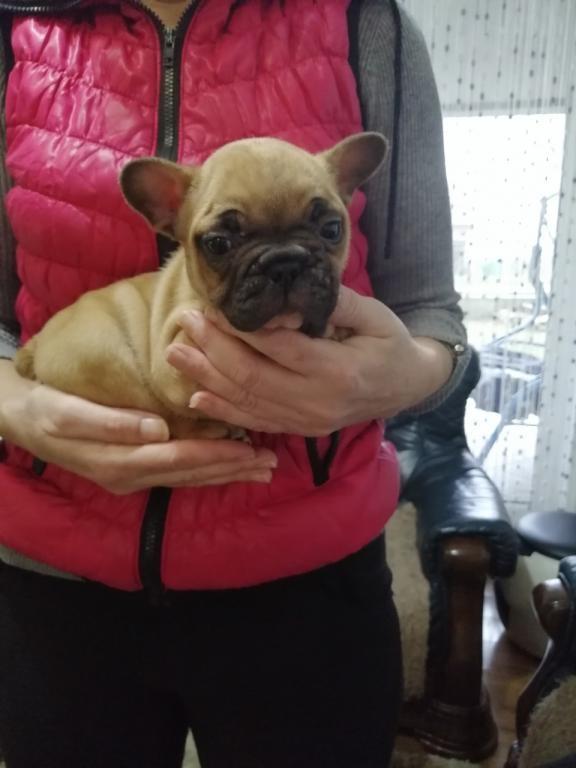 Francuski-buldog-stenad