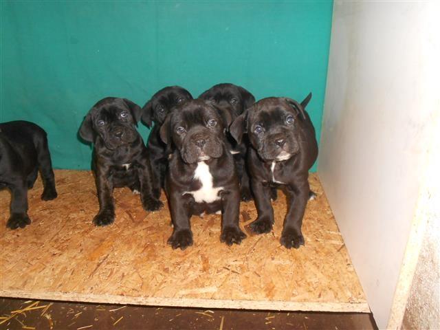 Cane-Corso-stenci