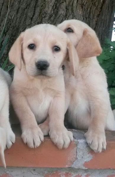 Labrador-stenci