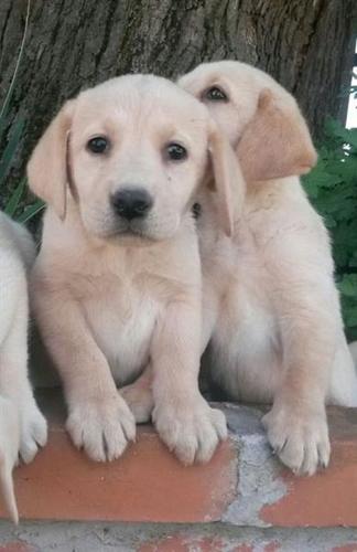 Labrador stenci
