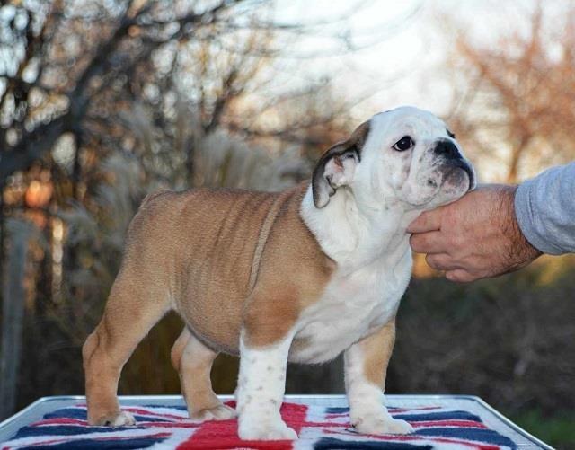 Engleski-buldog-