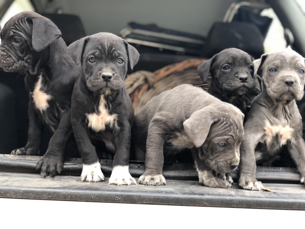 Na-prodaju-stenci-Cane-Corso