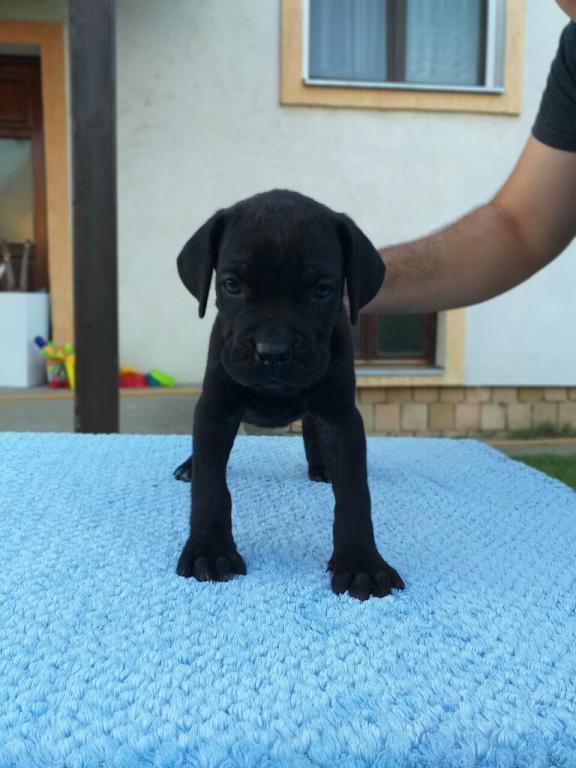 Cane-corso--crni-stenci--oba-pola-