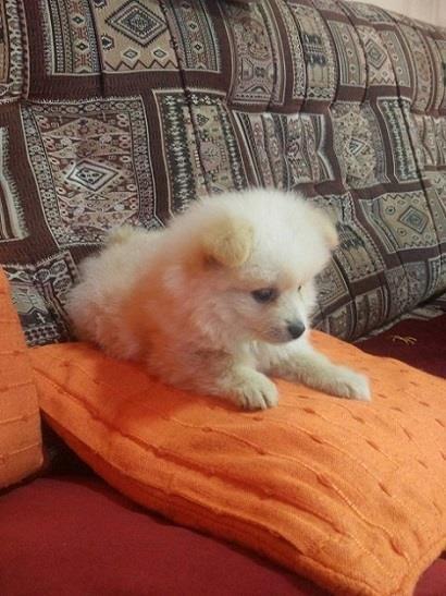 Pomeranac-spic