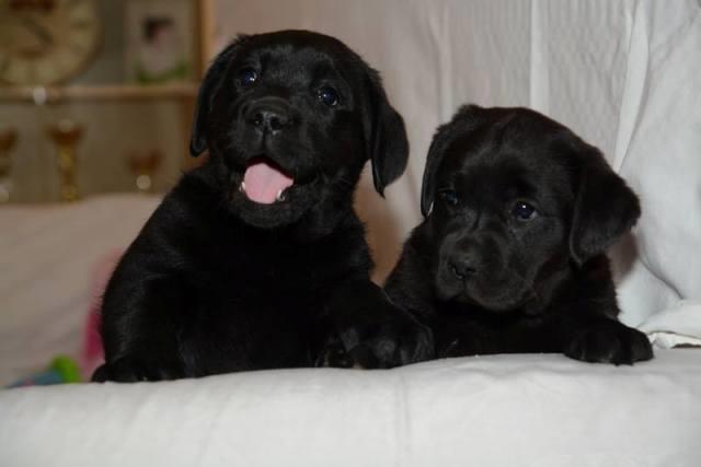 Labrador-retriver
