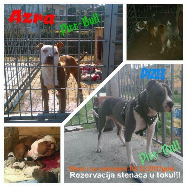 Stenci-Pit-Bull-a-na-prodaju-
