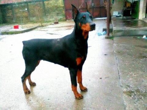 Doberman-zenka-na-prodaju