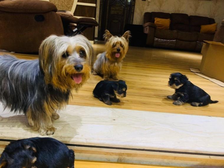 Mini-jorkširski-terijer--jorki---yorki