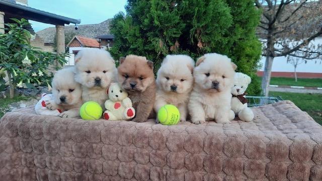 Chow-chow-cau-cau-stenad