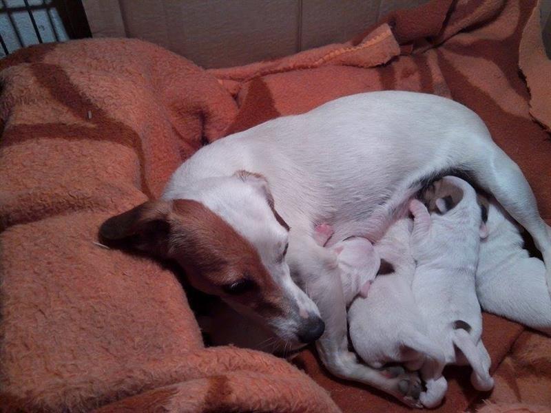 Jack-Russell-Terrier-Vrhunsko-leglo