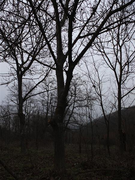 Orahova-stabla