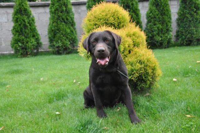 Labrador-retriver--cokoladni-stenci