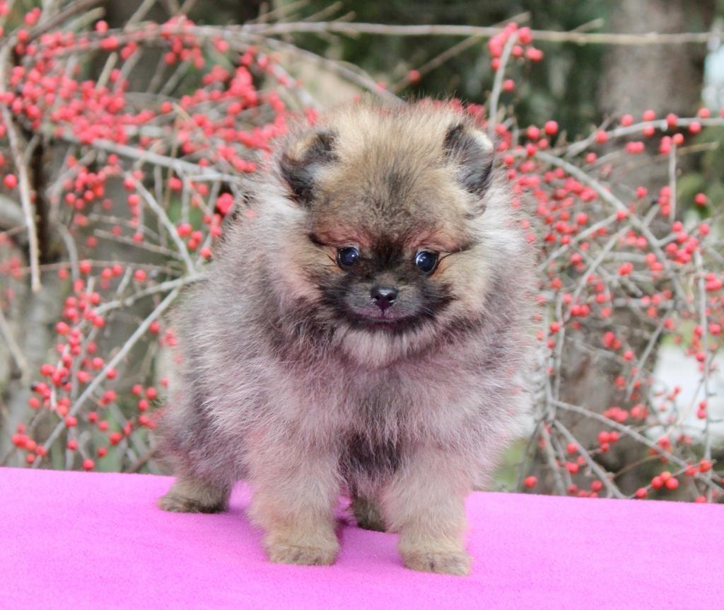 Pomeranac