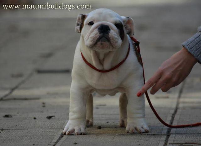 Engleski-Buldog