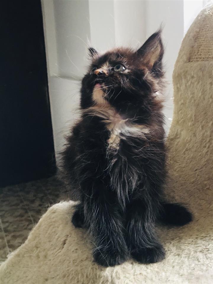 Mačići-Mejn-Kun
