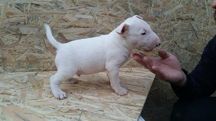 Bull-Terrier-štenci-