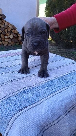Cane-corso-stenci-sive-boje