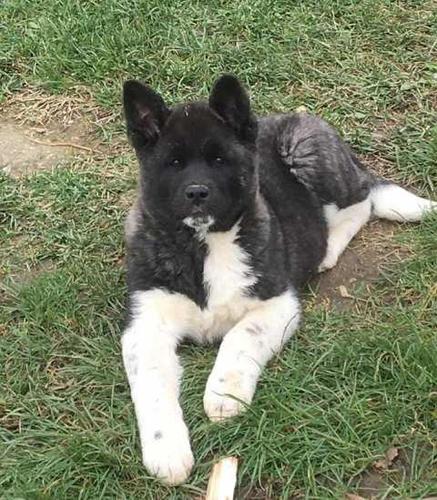Američka Akita, štenci
