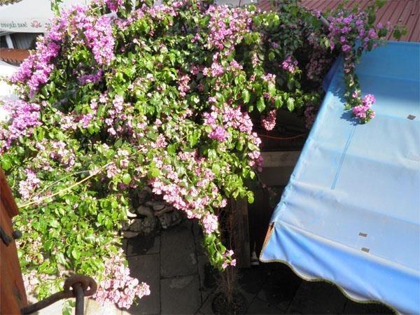 APARTMAN-U-PULI-ISTRA