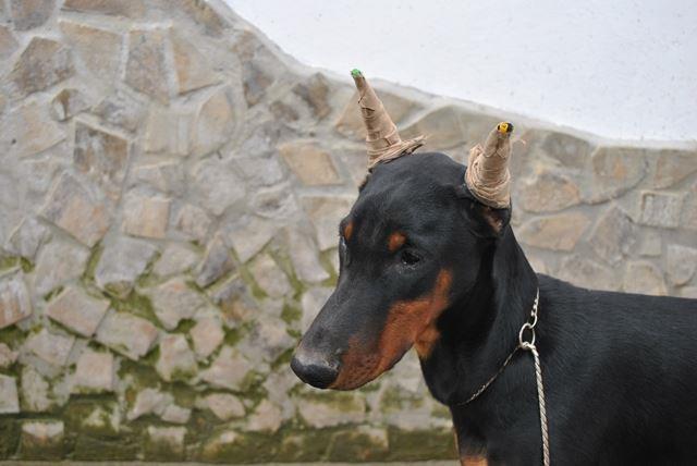 Doberman---stenci-