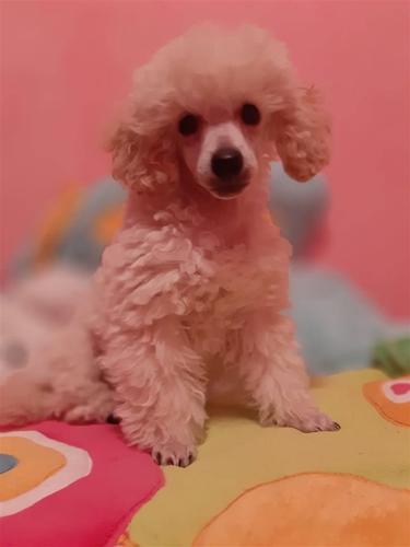 Toy Pudla