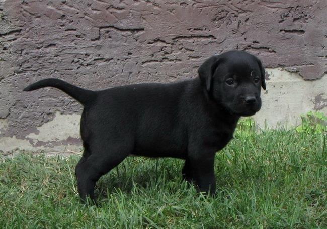 Labrador-Retriver-stenad-povoljno