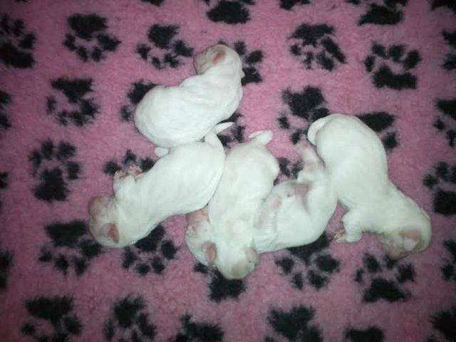 Coton-de-Tulear---stenci-sampionskog-porekla