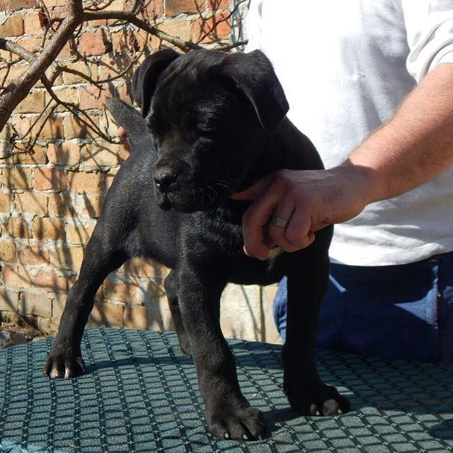 Cane-Corso