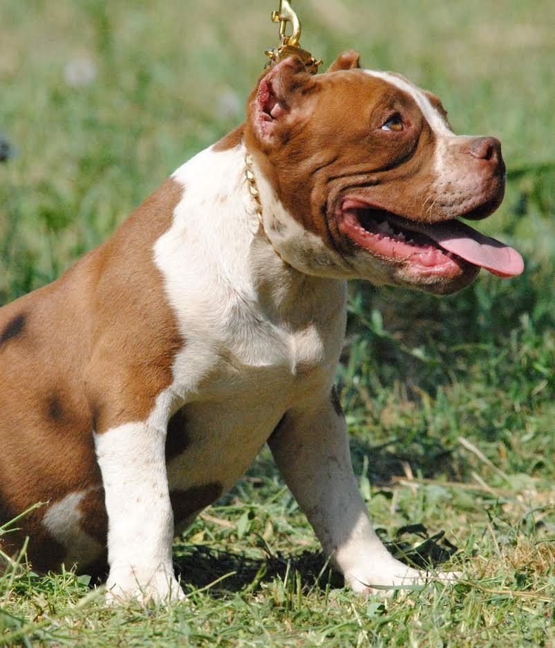 American-bully-pocket-micro