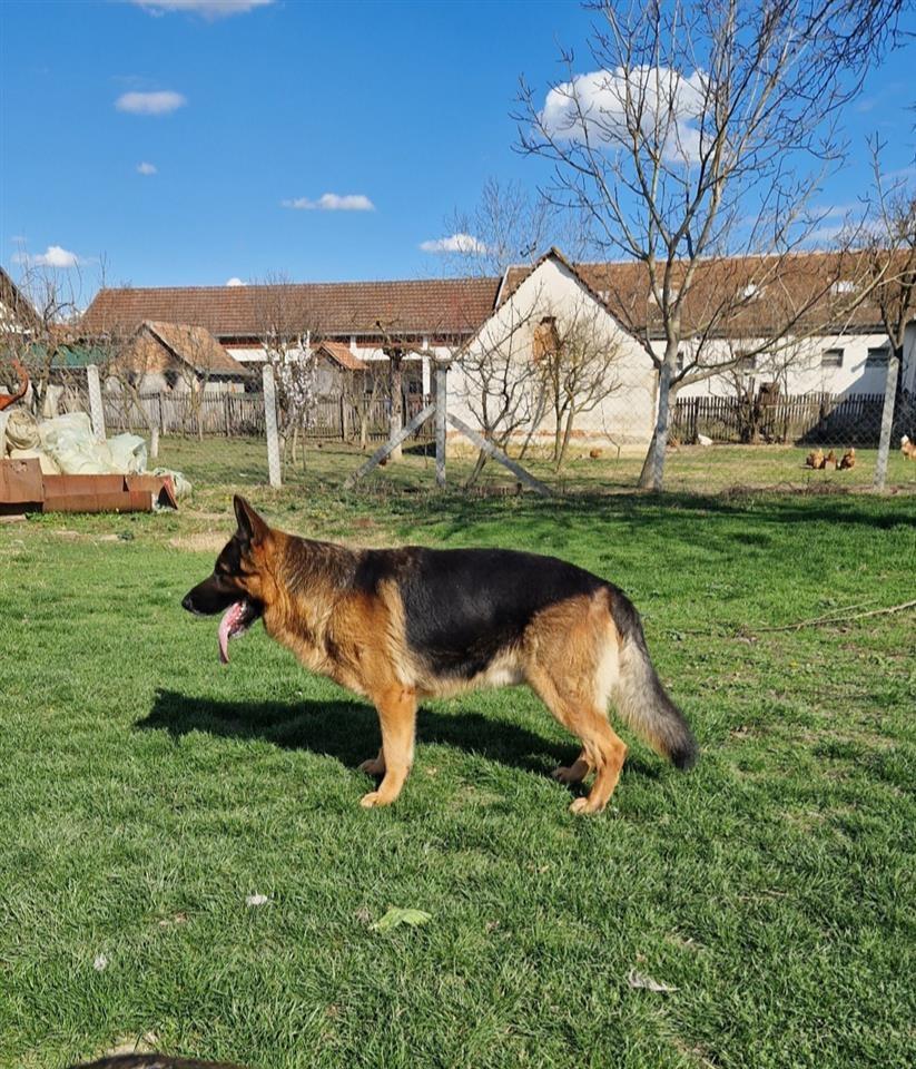 Nemački-ovčar