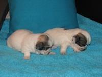 Coton-de-Tulear-Stenci