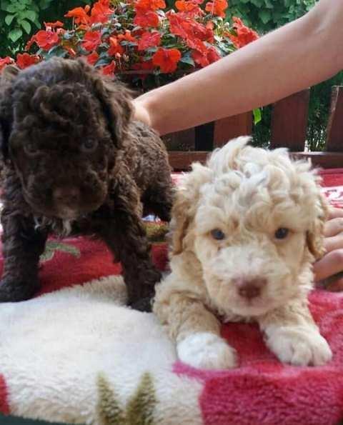 Lagotto-Romagnolo--stenci