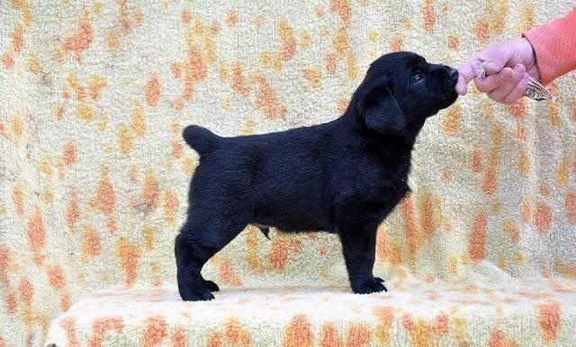 Labrador retriver štenci 