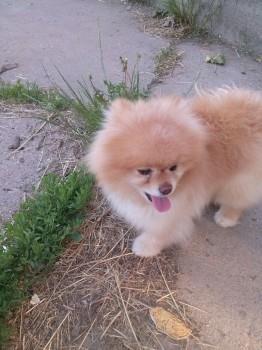 Pomeranski-spic