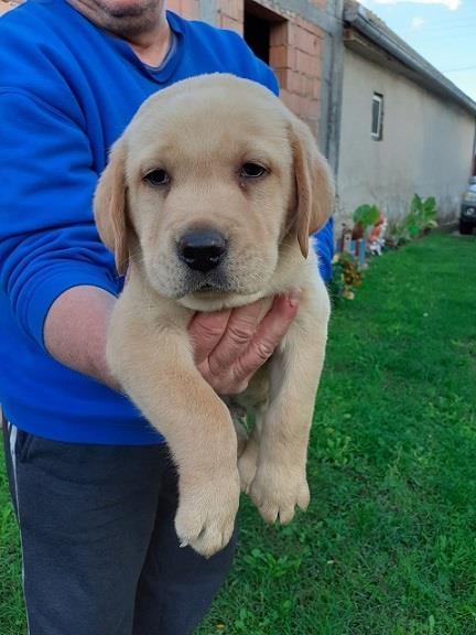 Labrador-stenad