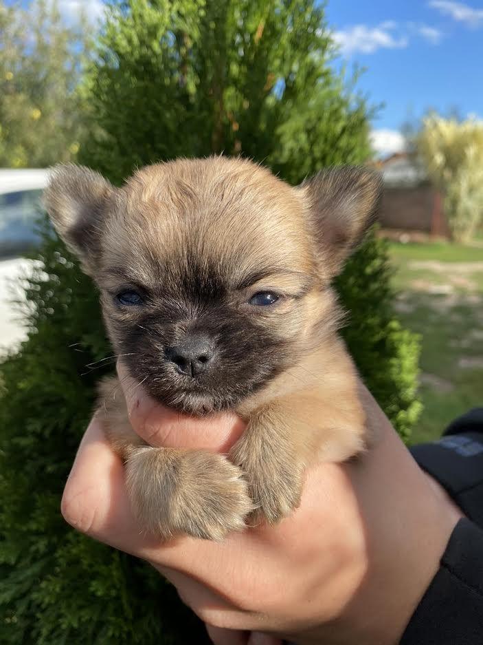 Mini-dugodlaka-CIVAVA-