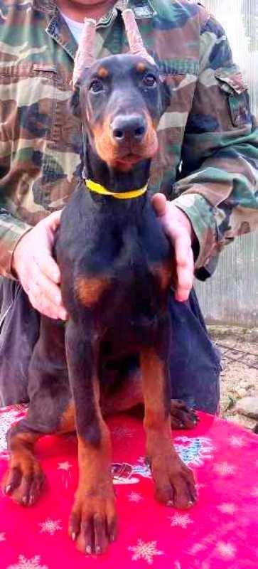 Doberman-štenci