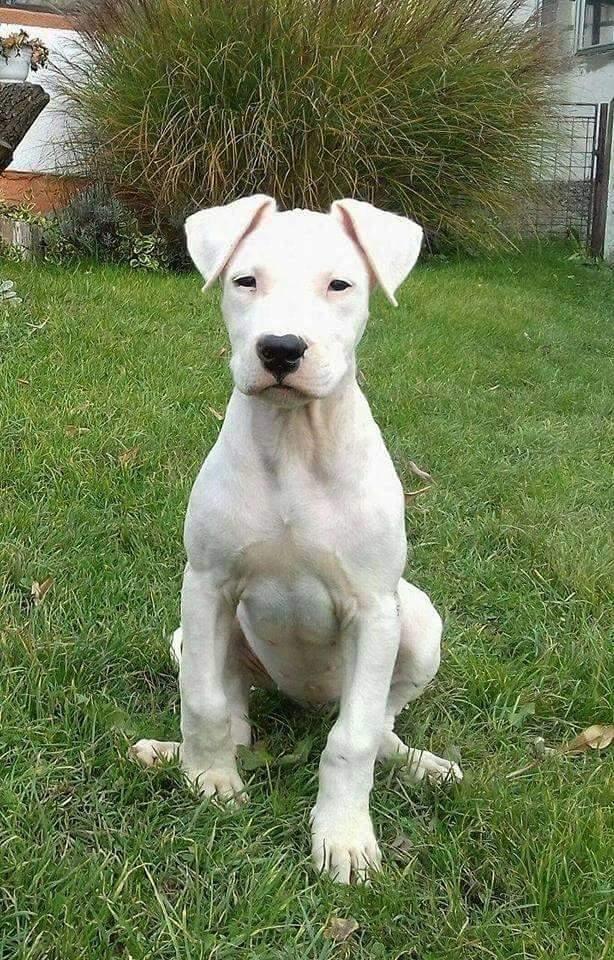 Dogo-Argentino
