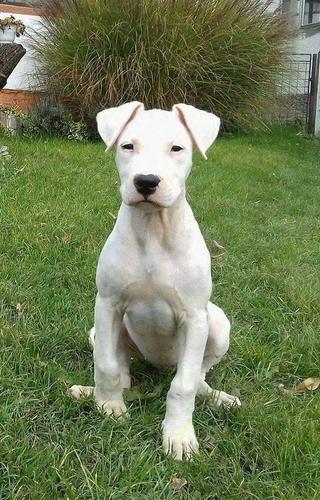 Dogo Argentino