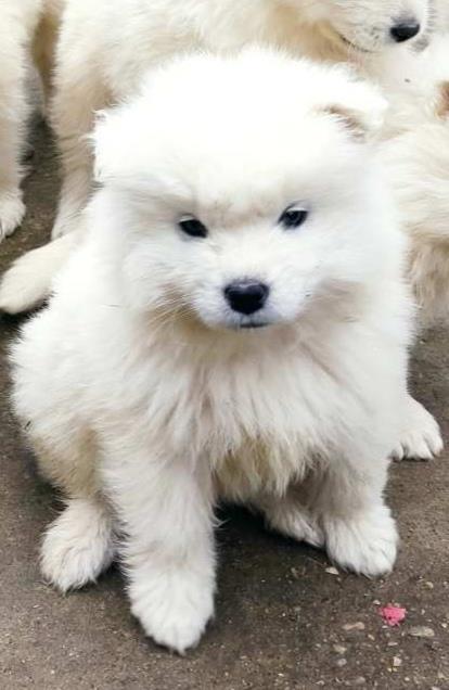 Samojed-štenci-