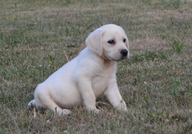 Labrador-retriver