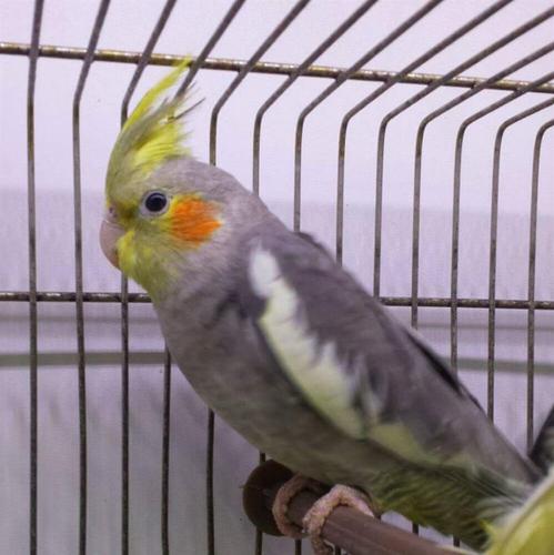 NIMFE PITOME