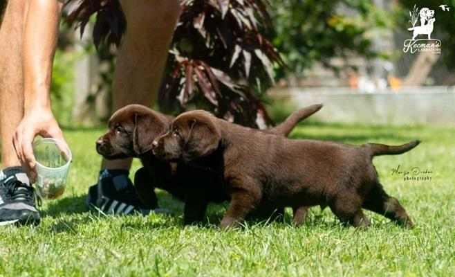 Labrador-Retriver-štenci