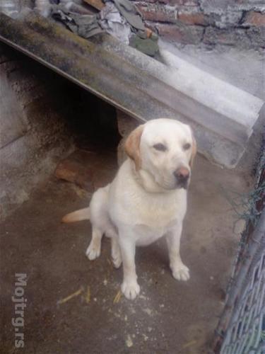 Labrador Retriver 