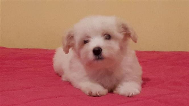 Coton de Tulear